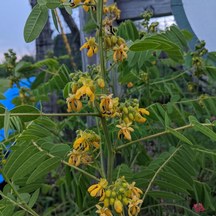 Wild Senna - Senna hebecarpa from 93 Nursery and Landscape Supply