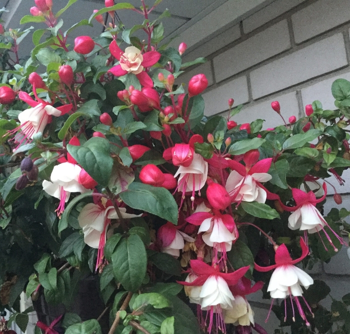 Aretes 'Upright Arroyo Grande' - Fuchsia from 93 Nursery and Landscape Supply