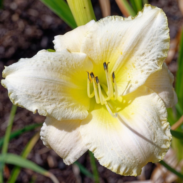'Joan Senior' Daylily - Hemerocallis from 93 Nursery and Landscape Supply