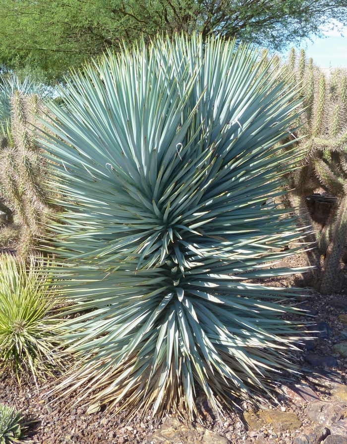 'Blue Sentry' - Yucca flaccida from 93 Nursery and Landscape Supply