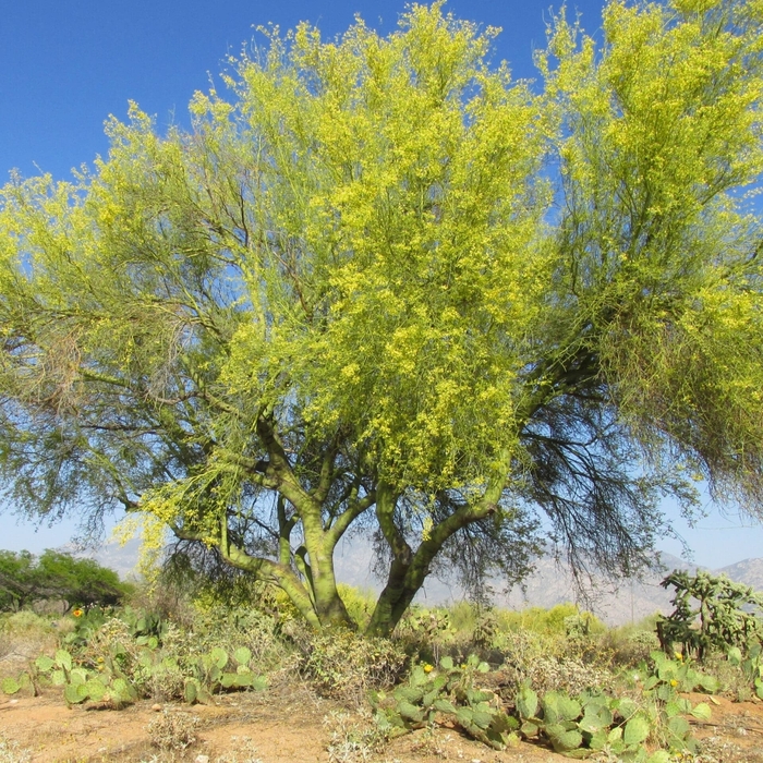 Palo Verde - Cercidium from 93 Nursery and Landscape Supply