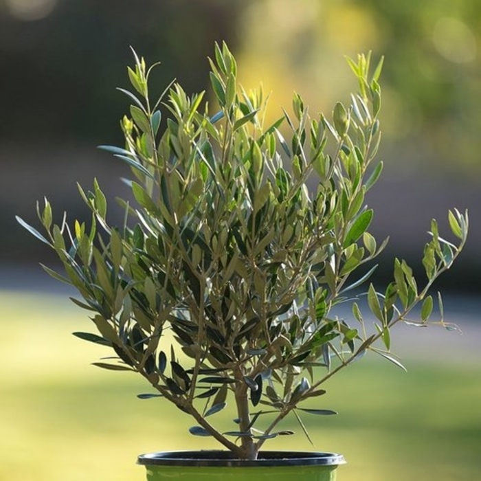 'Arbequina' Olive - Olea europaea from 93 Nursery and Landscape Supply