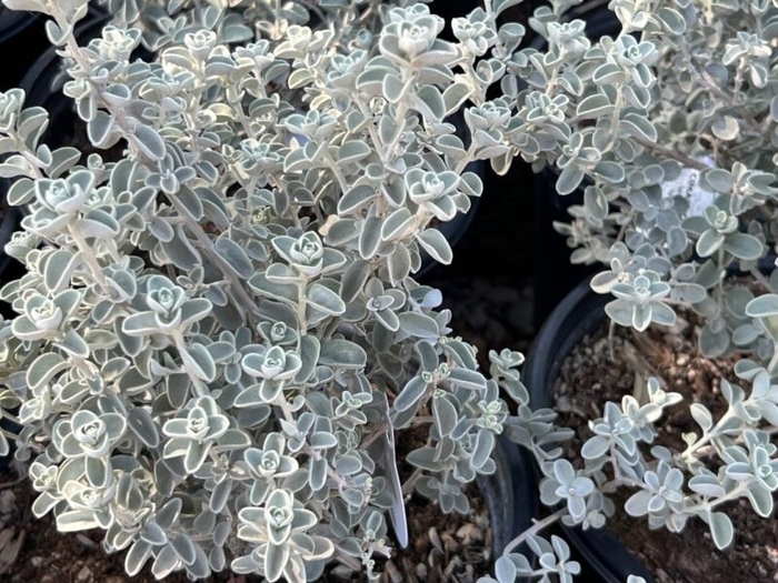 Blue Ranger - Leucophyllum zygophyllum from 93 Nursery and Landscape Supply