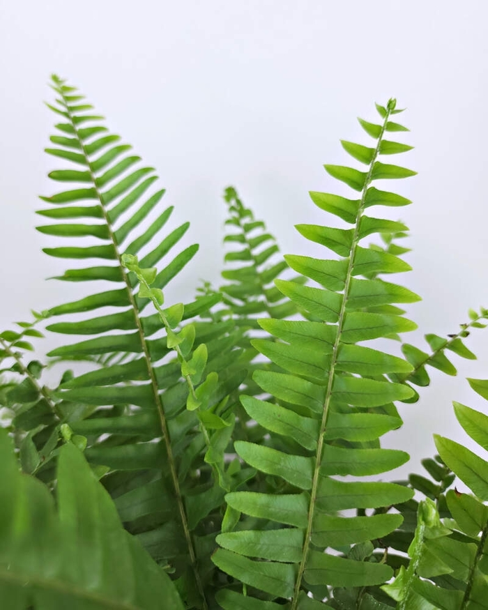 Boston Fern - Nephrolepis exaltata from 93 Nursery and Landscape Supply