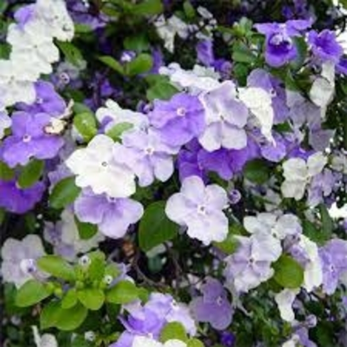  Yesterday, Today and Tommorow - Brunfelsia pauciflora from 93 Nursery and Landscape Supply