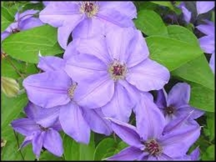 'Ramona' - Clematis from 93 Nursery and Landscape Supply