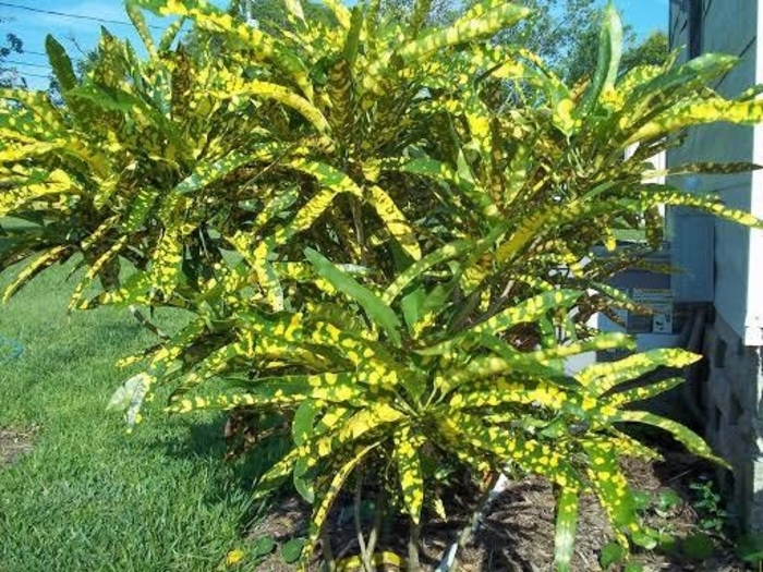 'Sloppy Painter' Croton - Codiaeum variegatum from 93 Nursery and Landscape Supply
