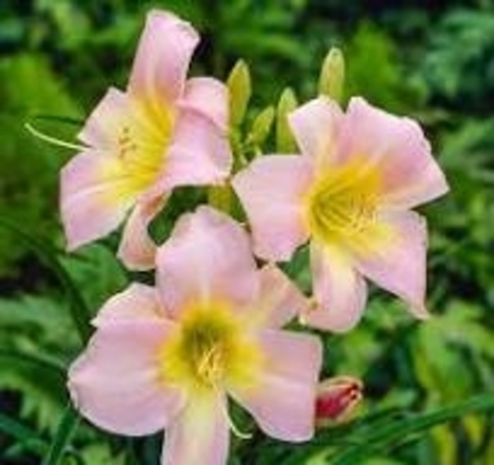 'Catherine Woodbury' Daylily - Hemerocallis from 93 Nursery and Landscape Supply