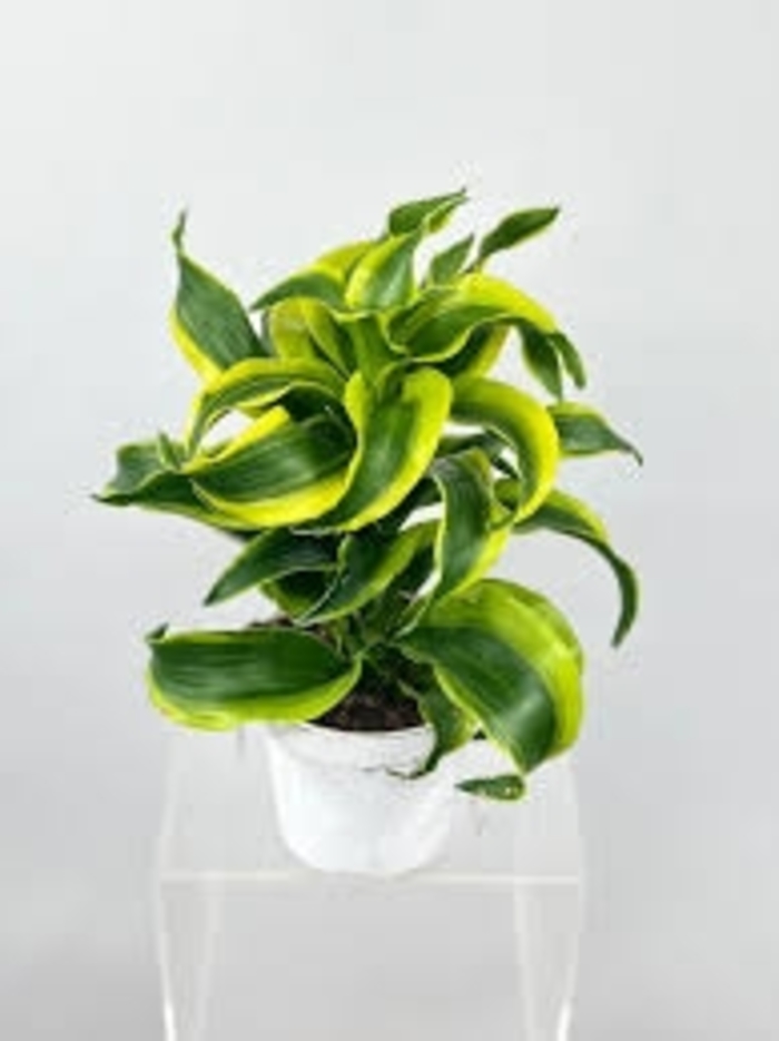 'Tornado' - Dracaena fragrans from 93 Nursery and Landscape Supply