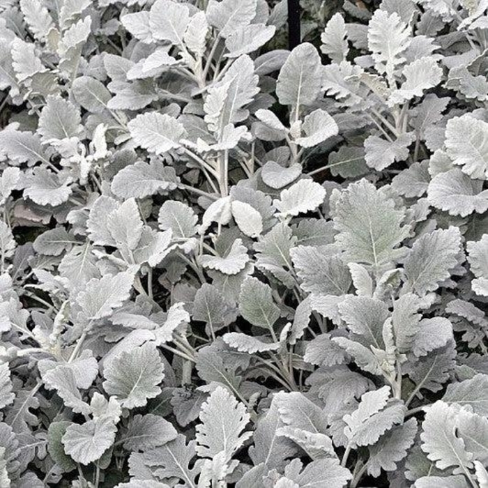 'Cirrus' Dusty Miller - Senecio cineraria from 93 Nursery and Landscape Supply