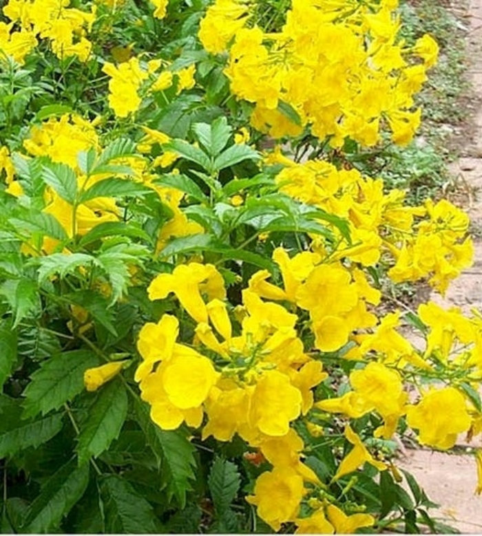 Yellow Bells 'Gold Star' - Esperanza from 93 Nursery and Landscape Supply