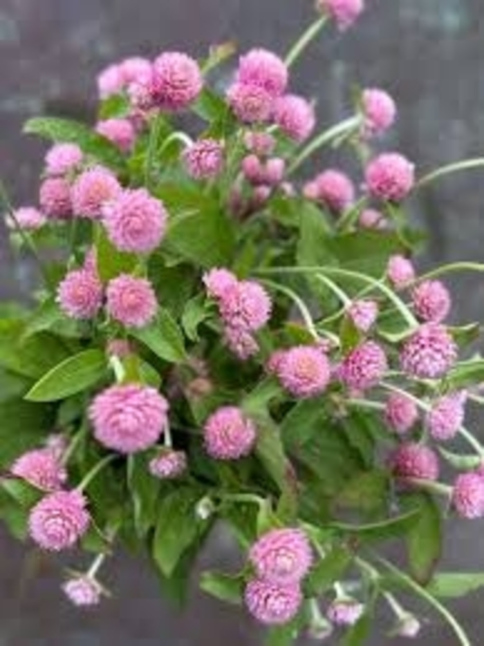 Las Vegas - Gomphrena globosa (Globe Amaranth) from 93 Nursery and Landscape Supply
