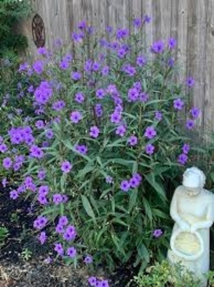 Mexican Petunia Standard - Ruellia elegans from 93 Nursery and Landscape Supply