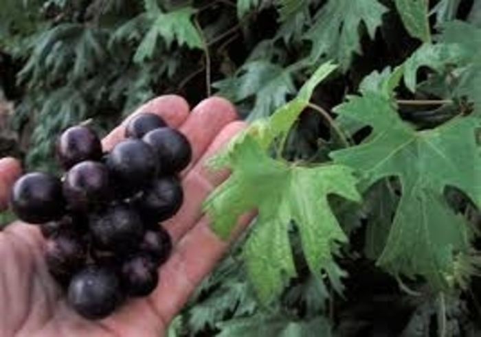 'Southern Home' Muscadine Grape - Vitis x from 93 Nursery and Landscape Supply