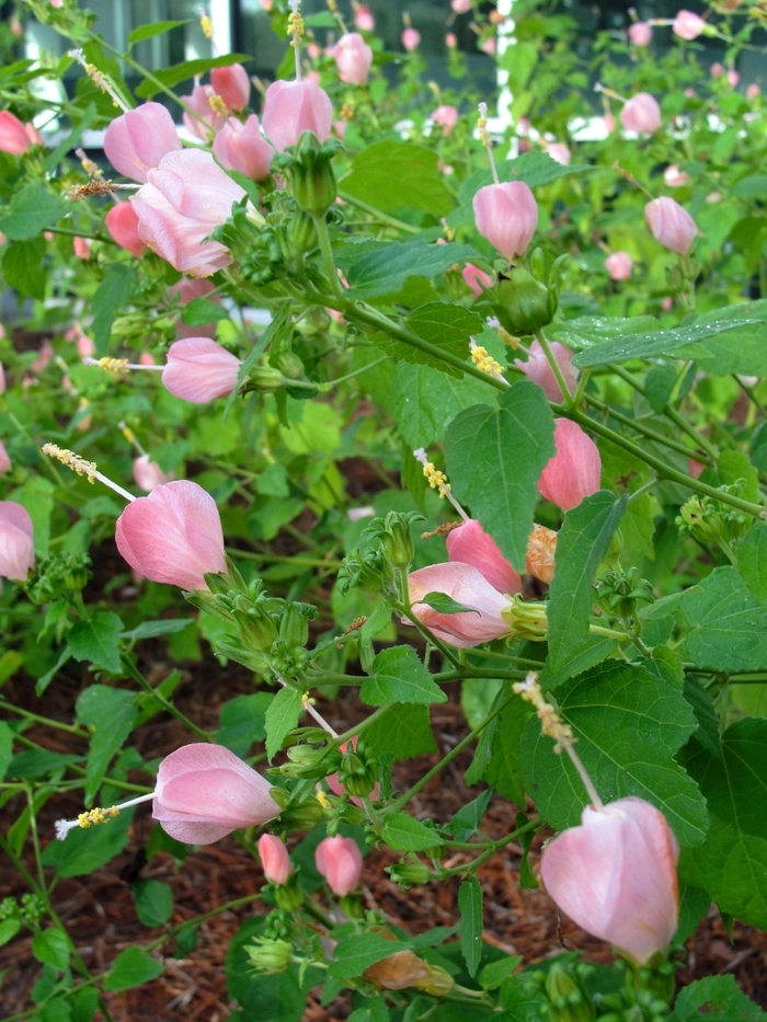Pink Turkscap - Lilium superbum from 93 Nursery and Landscape Supply