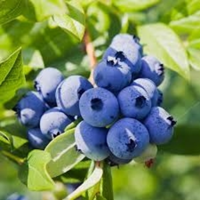 'Powder Blue' Rabbiteye Blueberry - Vaccinium ashei from 93 Nursery and Landscape Supply