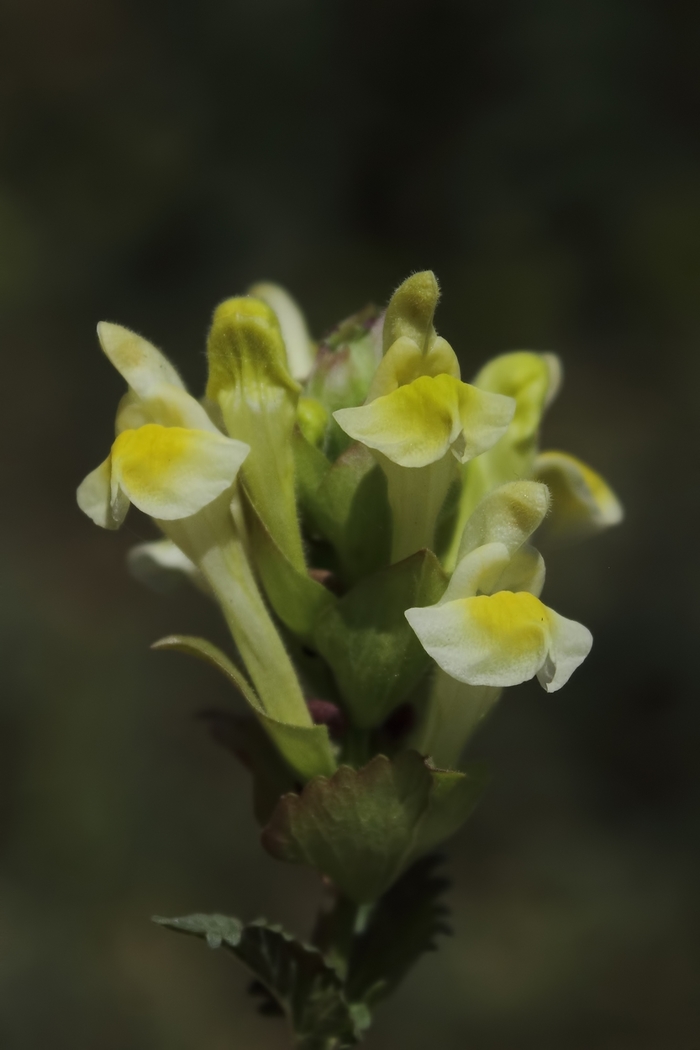 Skullcap - Scutellaria orientalis from 93 Nursery and Landscape Supply