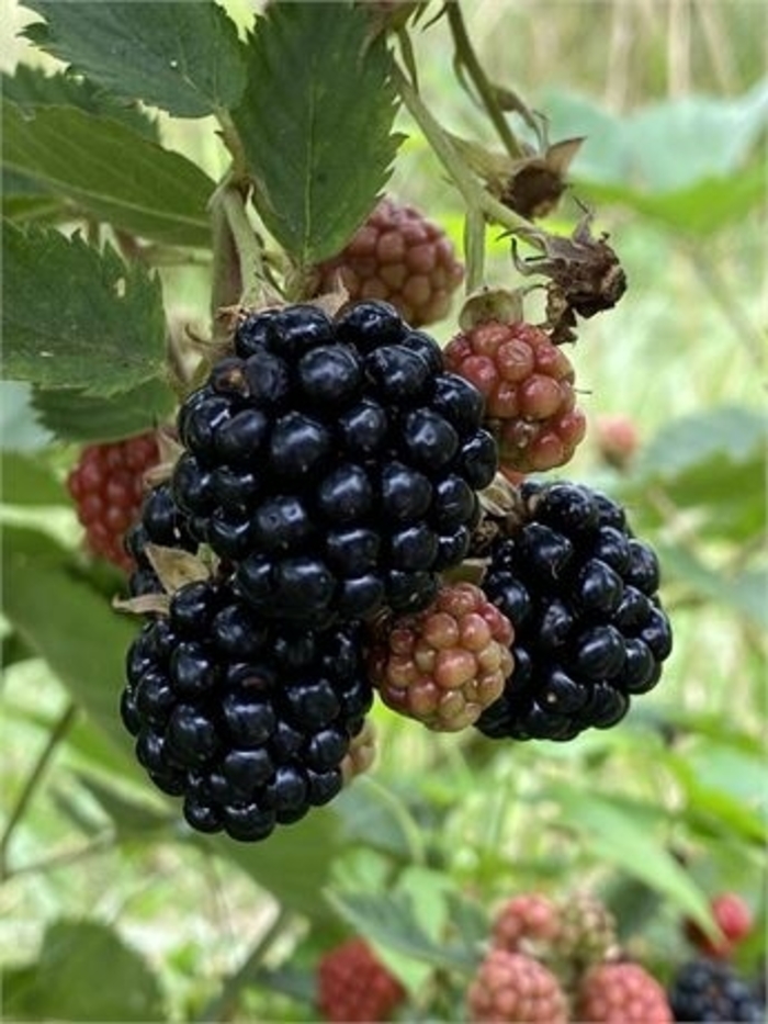 'Sweetie Pie' Blackberry - Rubus from 93 Nursery and Landscape Supply