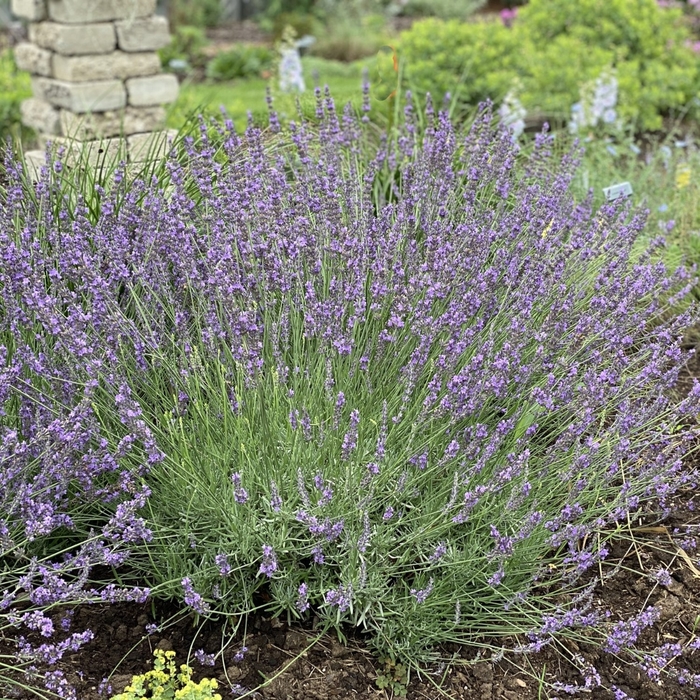 Sweet Lavender - Lavandula x heterophylla from 93 Nursery and Landscape Supply
