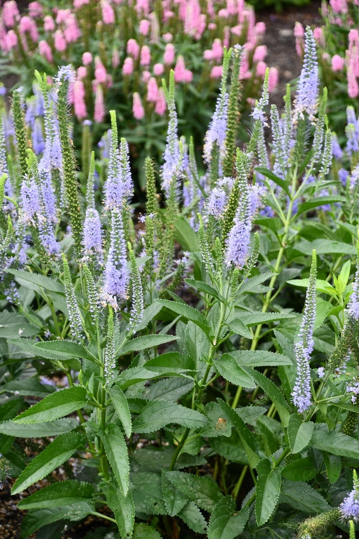 'Seaside' Spike Speedwell - Veronica x from 93 Nursery and Landscape Supply