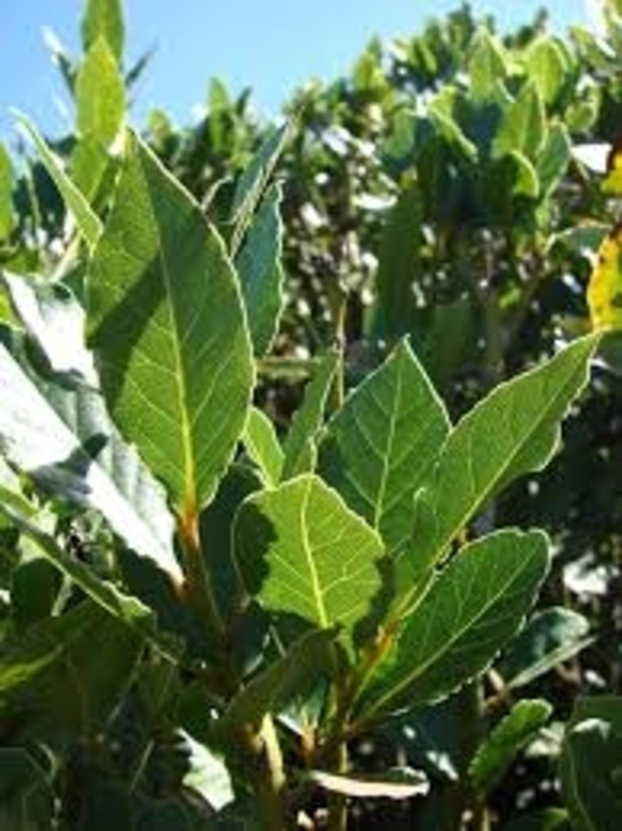 'Aurea' Golden Bay Laurel - Laurus nobilis from 93 Nursery and Landscape Supply