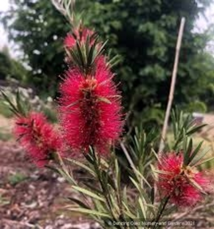 'Hardy' Bottlebrush Bush - Callistemon from 93 Nursery and Landscape Supply