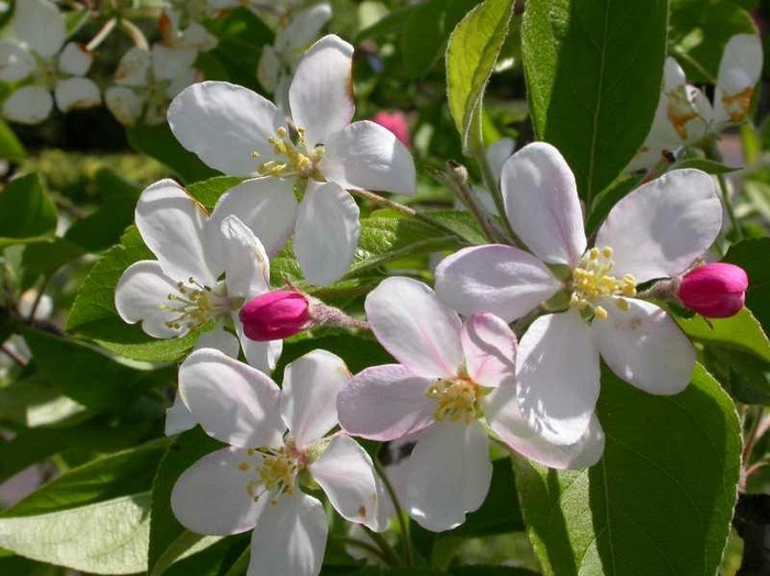 'Callaway' Crabapple - Malus from 93 Nursery and Landscape Supply