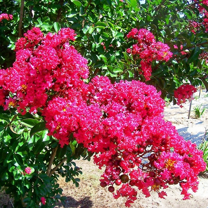 'Centennial Spirit' Crapemyrtle SINGLE TRUNK - Lagerstroemia indica from 93 Nursery and Landscape Supply