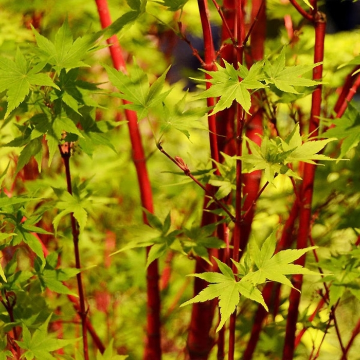 'Red Wood' Coral Bark Japanese Maple - Acer palmatum from 93 Nursery and Landscape Supply