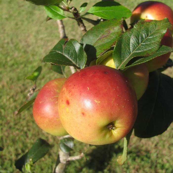 'Ein Shemer' Apple - Malus domestica from 93 Nursery and Landscape Supply