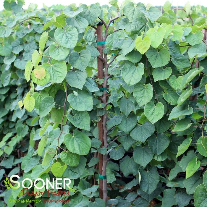 'Green Machine' Weeping Redbud - Cercis canadensis 'Green Machine' from 93 Nursery and Landscape Supply