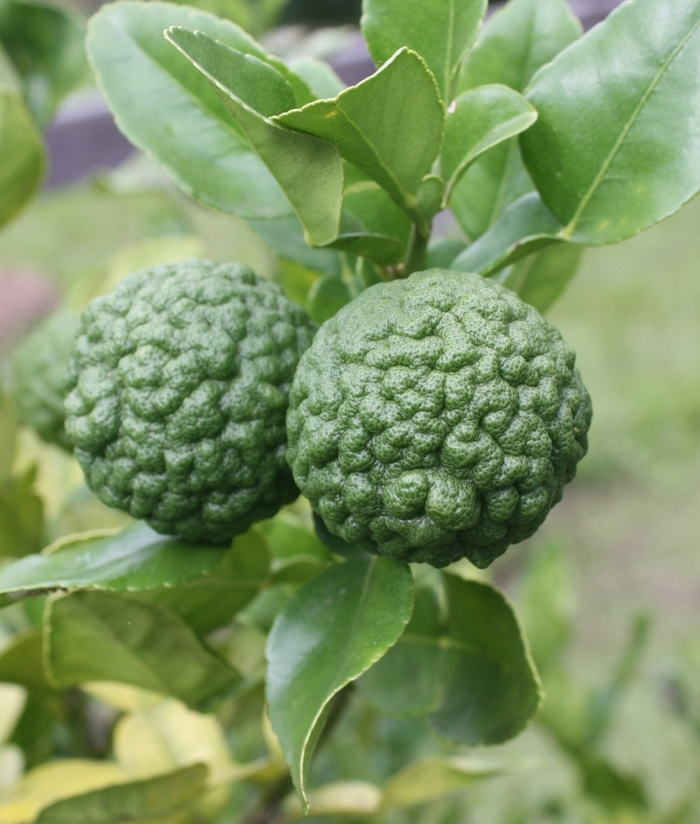Kaffir Lime - Citrus hystrix from 93 Nursery and Landscape Supply