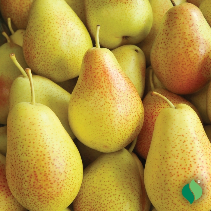 'Kieffer' Pear - Pyrus communis from 93 Nursery and Landscape Supply