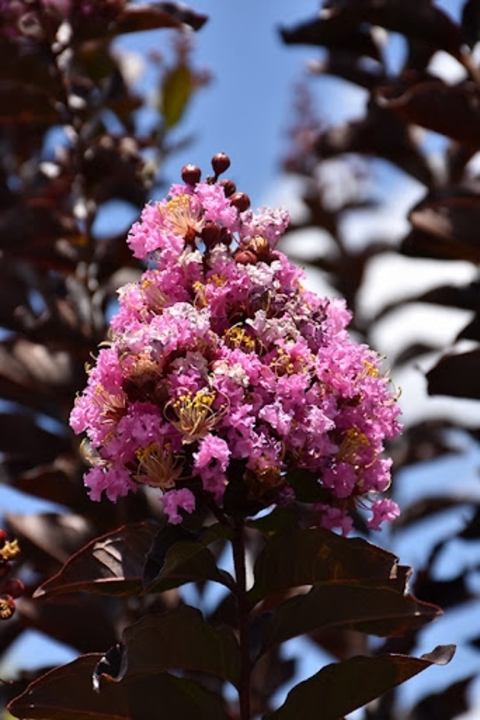 Thunderstruck&trade; 'Lavender Skies' - Lagerstroemia (Crapemyrtle) from 93 Nursery and Landscape Supply