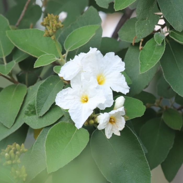 Mexican Olive Wild - Cordia boissieri from 93 Nursery and Landscape Supply