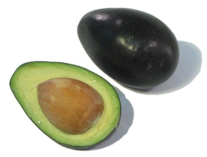 'Mexicola' Avocado - Persea americana from 93 Nursery and Landscape Supply