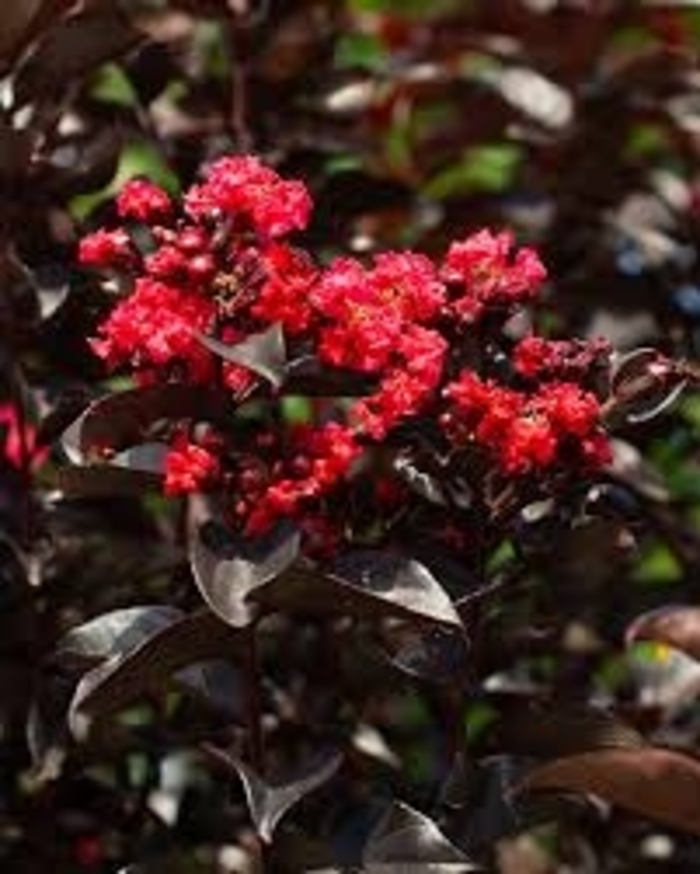 Midnight Ruby and Crimson - Lagerstroemia indica (Crape Myrtle) from 93 Nursery and Landscape Supply