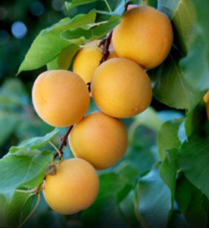 'Moorpark' Apricot - Prunus armeniaca from 93 Nursery and Landscape Supply