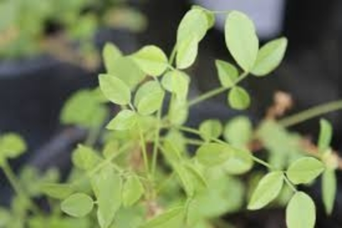 Mountain Pea - Orbexilum pedunculatum from 93 Nursery and Landscape Supply