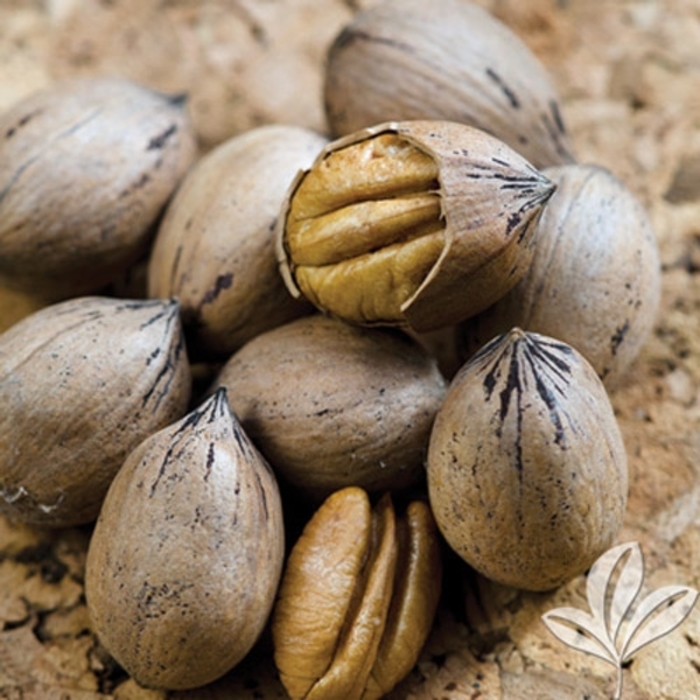 'Elliot' Pecan Tree - Carya illinoinensis from 93 Nursery and Landscape Supply