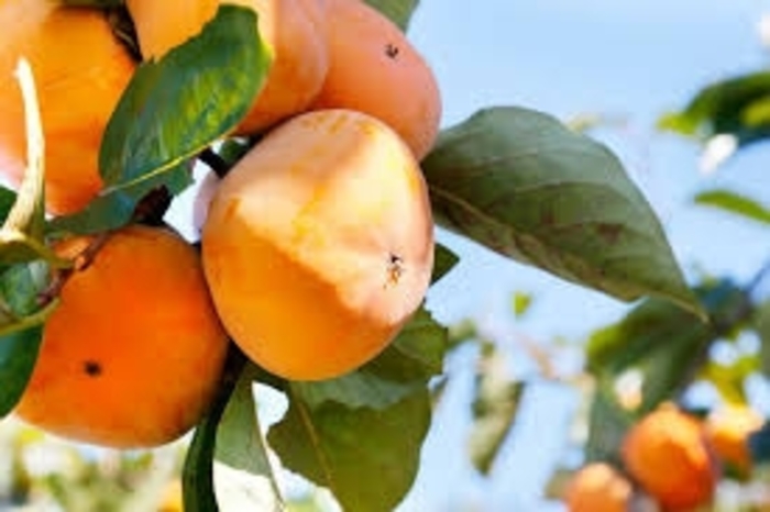 'Hira Tanenashi' Japanese Persimmon - Diospyros kaki from 93 Nursery and Landscape Supply