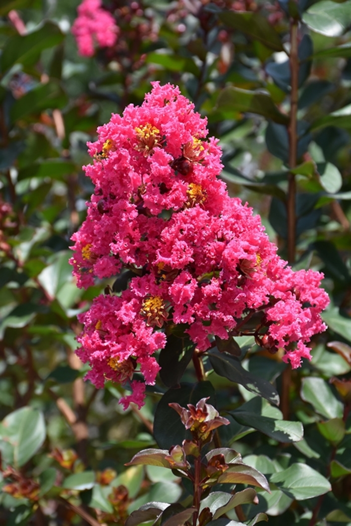 'Pink Velour&reg;' Crape Myrtle - Lagerstroemia indica from 93 Nursery and Landscape Supply