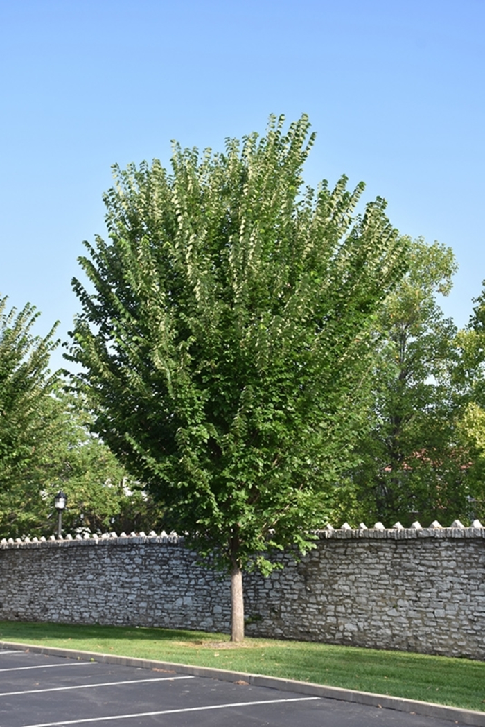 'Princeton' American Elm - Ulmus americana from 93 Nursery and Landscape Supply