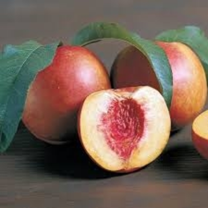 'Redgold' Nectarine - Prunus persica var. nucipersica from 93 Nursery and Landscape Supply