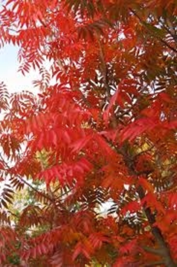 'Red Push' Chinese Pistache - Pistacia chinensis from 93 Nursery and Landscape Supply