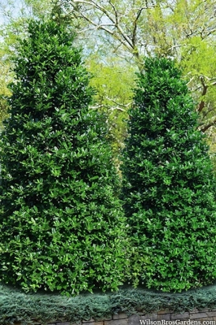 'Savannah' Holly - Ilex x attenuata from 93 Nursery and Landscape Supply