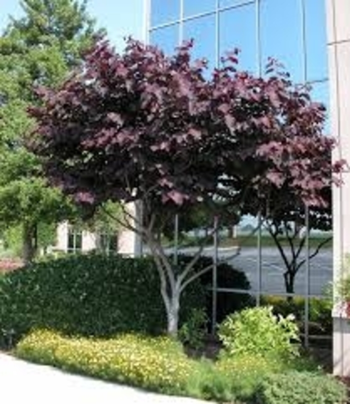 Sparkling Wine&trade; Redbud - Cercis canadensis from 93 Nursery and Landscape Supply