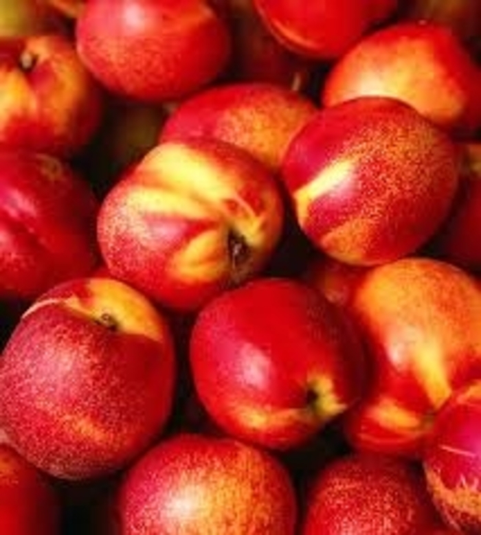 'Surecrop' Nectarine - Prunus persica var. nucipersica from 93 Nursery and Landscape Supply