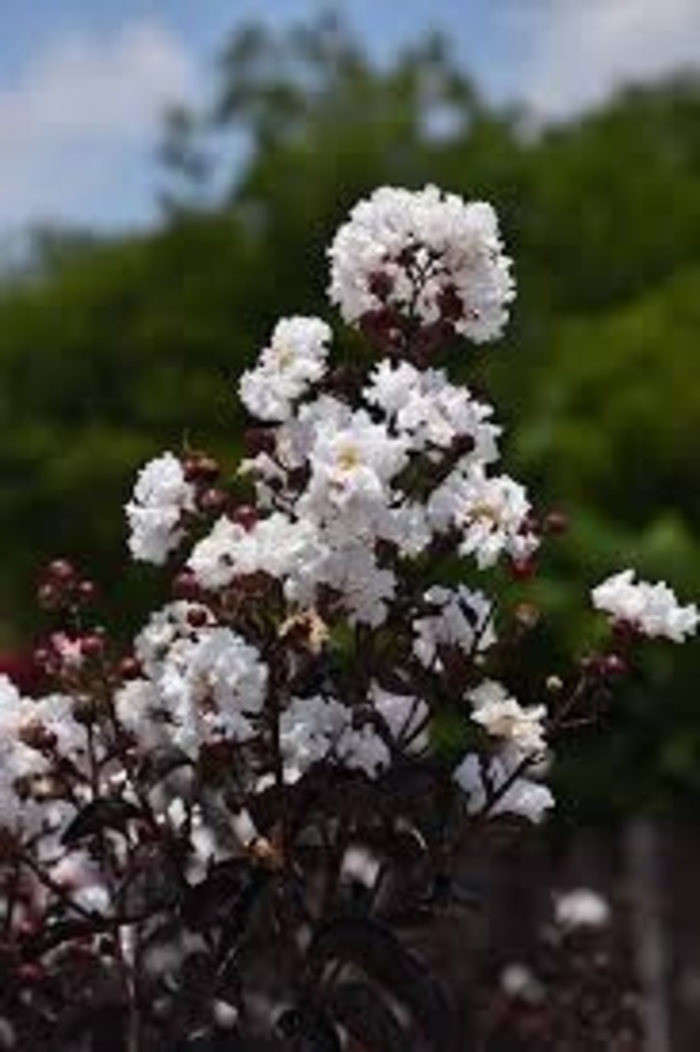 Thunderstruck&trade; 'White Lightning&trade;' - Lagerstroemia (Crapemyrtle) from 93 Nursery and Landscape Supply
