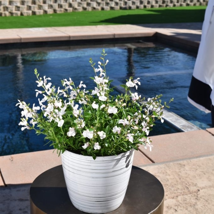 'Tanami White' Sage - Salvia from 93 Nursery and Landscape Supply